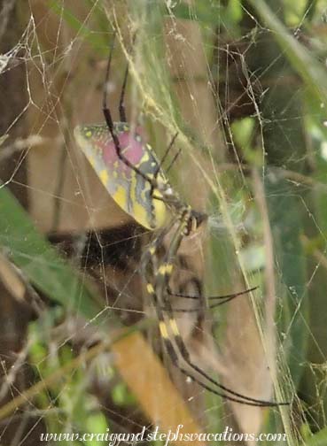 Spider, Shi Qing Village