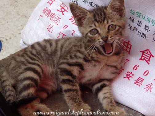 Kitten, Kaili Sunday market