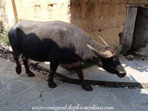 Water buffalo