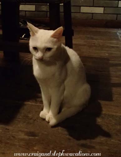 Mammy Anne, the hotel cat