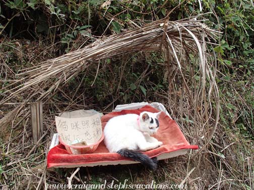 Shopkeeper's cat, complete with little shelter and tip jar Shopkeeper's cat, complete with little shelter and tip jar