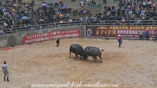 Two male water buffalo square off Two male water buffalo square off