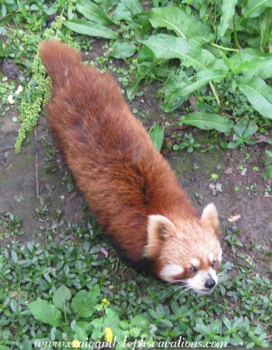 Lesser (red) panda at the Chongqing Zoo