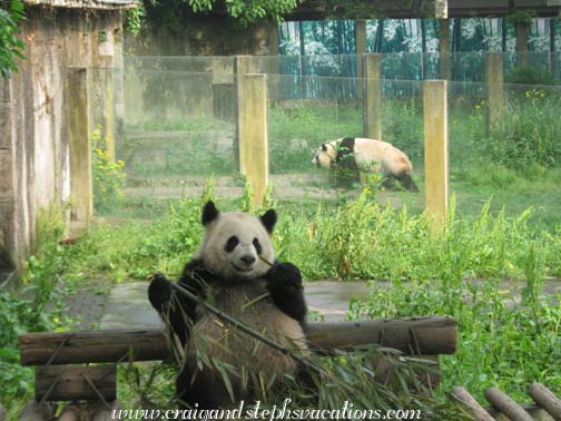 Sishun eating bamboo while her mom Ya Ya walks by at the Chongqing Zoo Sishun eating bamboo while her mom Ya Ya walks by at the Chongqing Zoo