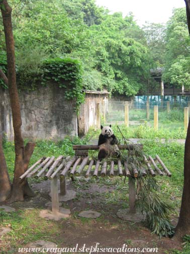 Sishun eating bamboo at the Chonqing Zoo Sishun eating bamboo at the Chonqing Zoo