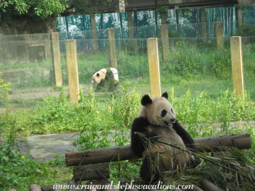 Sishun eating bamboo while her mom Ya Ya walks by at the Chongqing Zoo Sishun eating bamboo while her mom Ya Ya walks by at the Chongqing Zoo