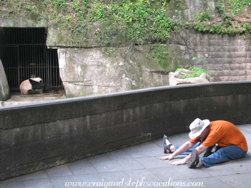 Panda yoga with Liang Liang at the Chongqing Zoo (supported forward fold)