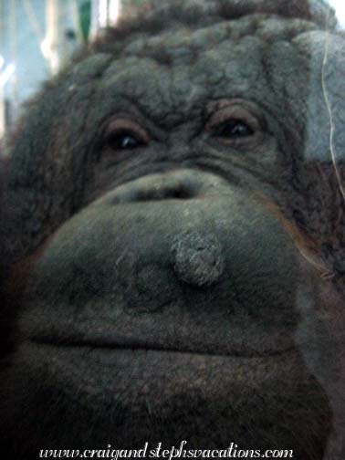 Steph's buddy the orangutan at the Chongqing Zoo
