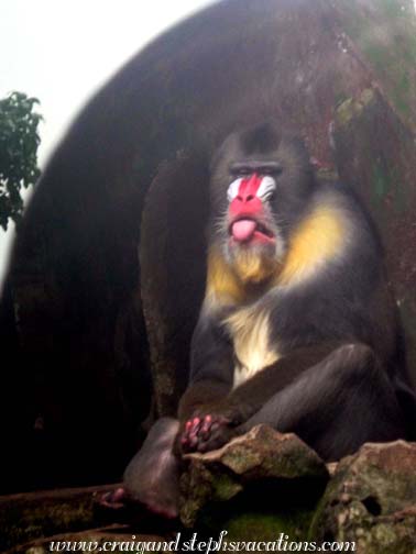 Mandrill at the Chongqing Zoo