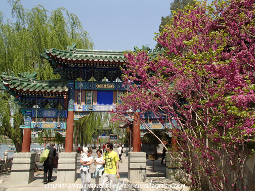 Winter plum blossoms at Beihai Park