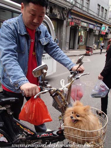 Man takes his dog for a bike ride in the Muslim Quarter Man takes his dog for a bike ride in the Muslim Quarter