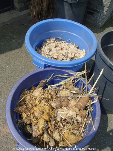 Bamboo: before and after digestion Bamboo: before and after digestion