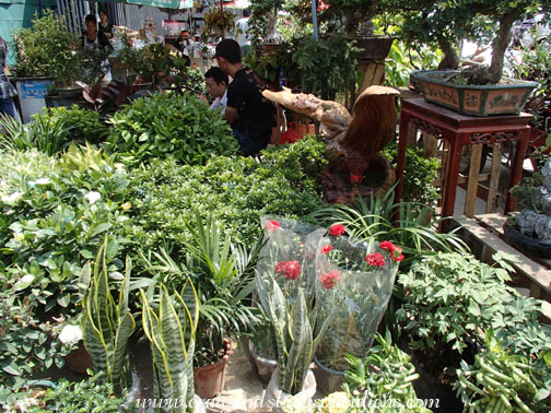 Bird and flower market Bird and flower market