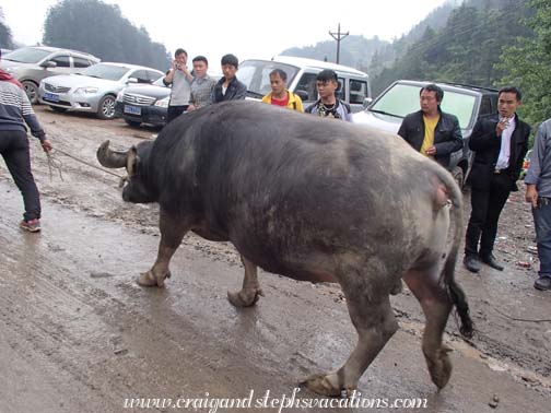 A water buffalo is led up the hill to the bullfights A water buffalo is led up the hill to the bullfights