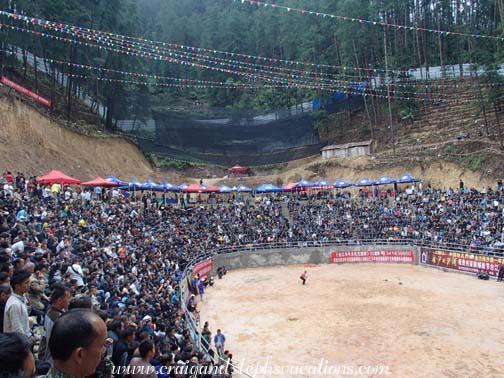 The arena is packed with people to watch the water buffalo fights The arena is packed with people to watch the water buffalo fights