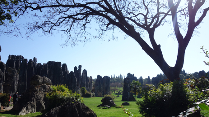 Stone Forest