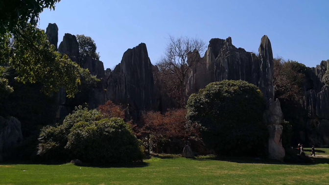 Stone Forest