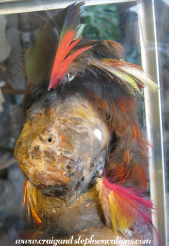 Shrunken head, Museo Inti Ñan Shrunken head, Museo Inti Ñan