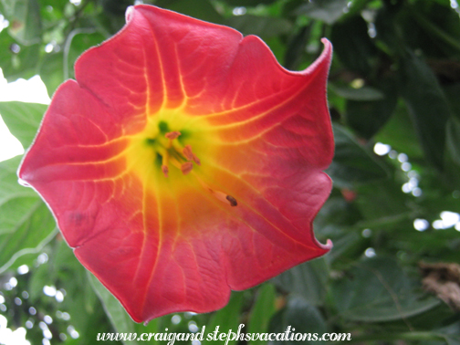 Flower Flower