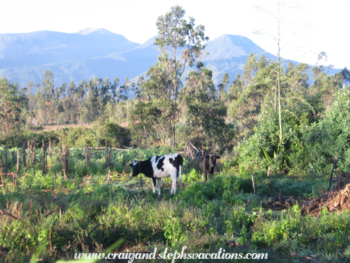 Cows and mountains behind the casita Cows and mountains behind the casita