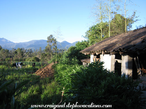 Cows and mountains behind the casita Cows and mountains behind the casita
