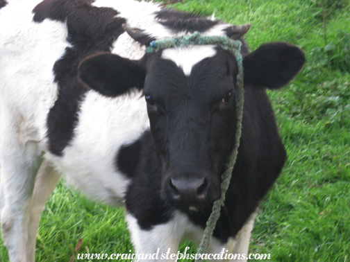 Cow Cow