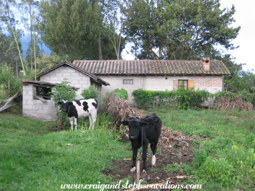 Cows behind the casita Cows behind the casita