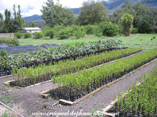 Seedlings at the ethnobotanical nursery