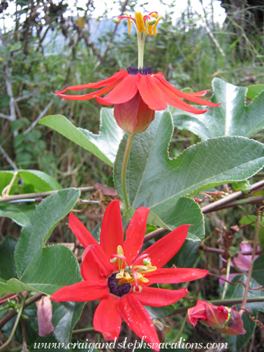 Ethnobotanical nursery