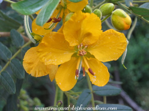 Ethnobotanical nursery
