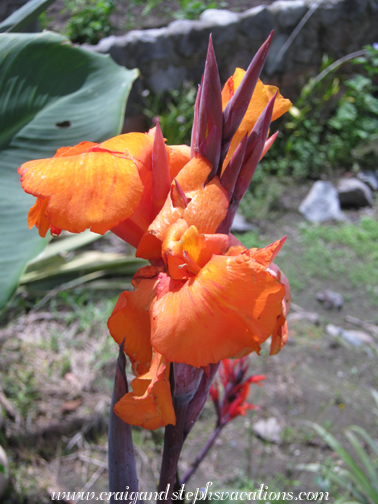 Ethnobotanical nursery