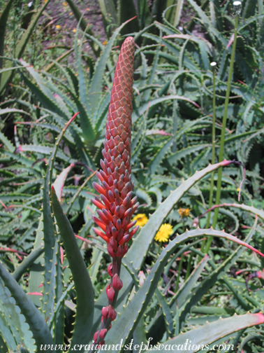 Ethnobotanical nursery