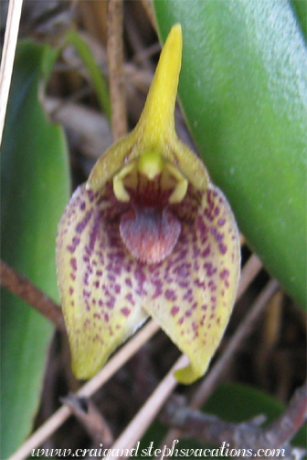 Lengua de leon orchid Lengua de leon orchid