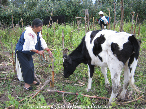 Rosa with one of the cows