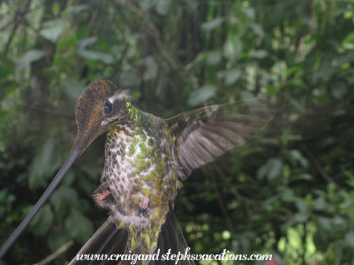 Hummingbird at Guango Lodge