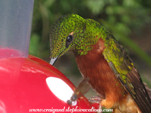 Hummingbird at Guango Lodge