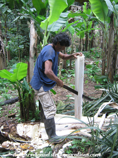 Carlos harvests heart of palm