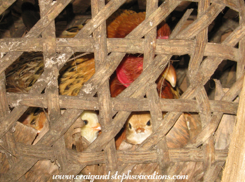 Baby chicks in a basket
