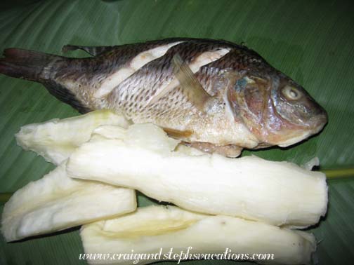 Tilapia
