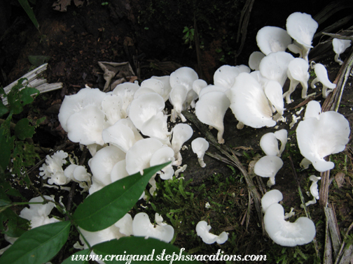 Mushrooms Mushrooms