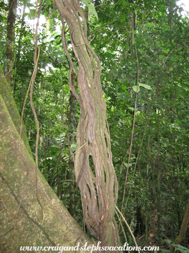 Vines Vines