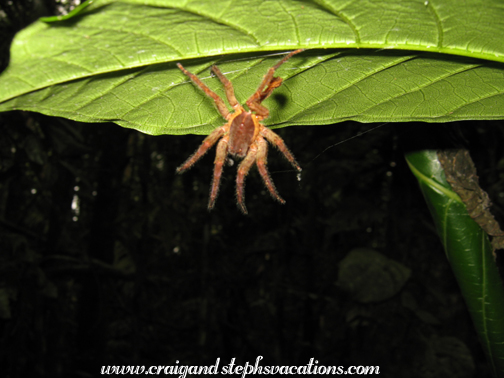 Spider Spider