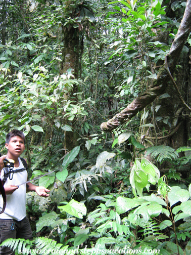 �ame leads us through the jungle
