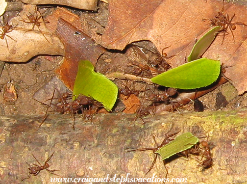 Leafcutter ants Leafcutter ants