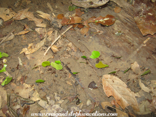 Leafcutter ants Leafcutter ants
