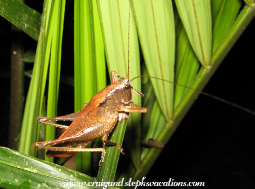 Grasshopper Grasshopper
