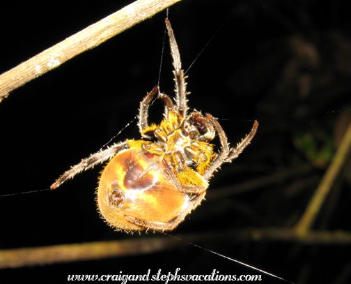 Spider Spider
