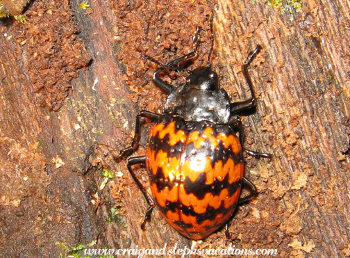 Beetle Beetle