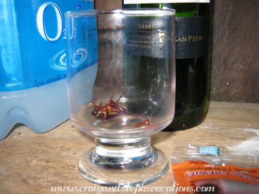 Drunken roach Drunken roach