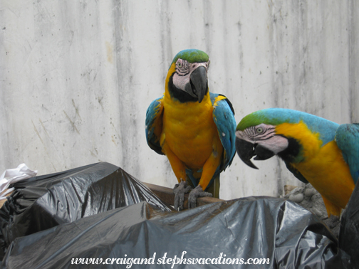 Blue and yellow macaws snack at the dumpster of the Hotel Auca Blue and yellow macaws snack at the dumpster of the Hotel Auca